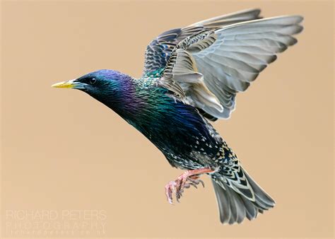 Photographing Birds in Flight: The Complete Guide - Nature TTL