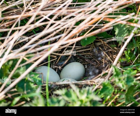 Mallard duck eggs hi-res stock photography and images - Alamy