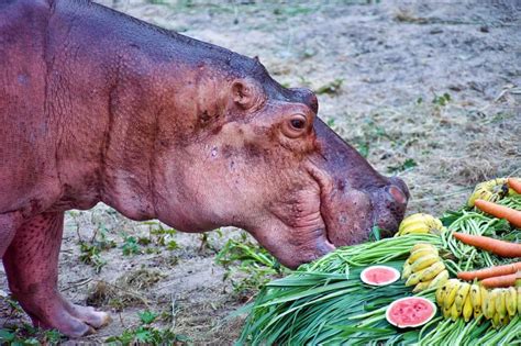 9 Things Hippos Like to Eat Most (Diet, Care & Feeding Tips) | Hippo ...