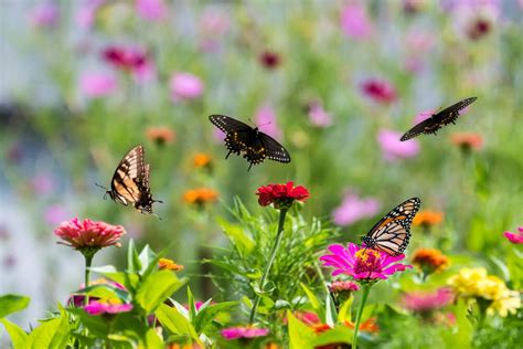 Butterfly Conservatory in Key West - Southernmost Inn