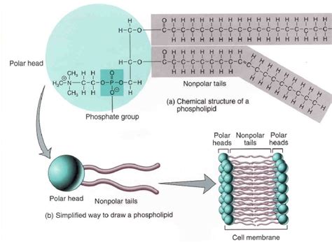 Plasma membrane