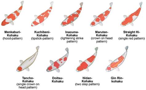 Kōhaku (紅白) A white-skinned koi, with large red markings on the top. The name means "red and ...