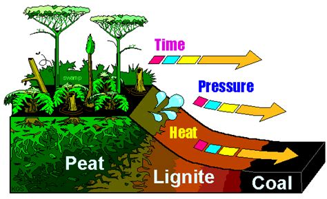 Coal - a fossil fuel - main polluter | Coal formation, Coal, Earth science activities