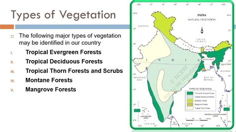 Types of Vegetation ~ Tropical Thorn Forests and Scrubs, Montane Forests & Mangrove Forests ...