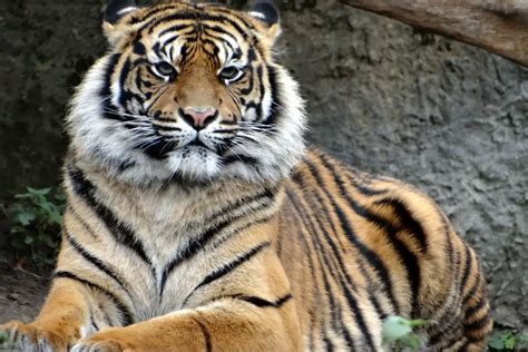 Sumatran Tigers: Everything You Need To Know - Tiger Tribe