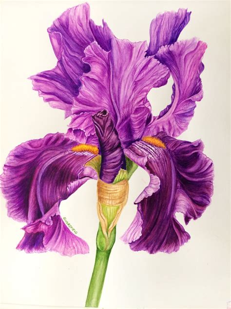 Bearded Iris | Flower prints art, Floral watercolor, Iris art