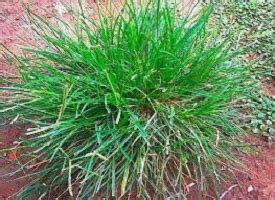 Benefits of Paragis Grass – Uses & Side Effects – 9jafoods