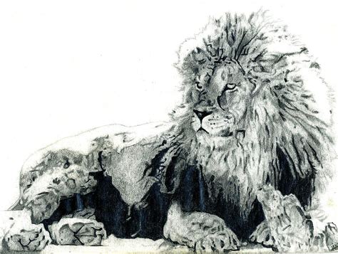 Lion Laying Down Drawing by Matthew Miller - Pixels