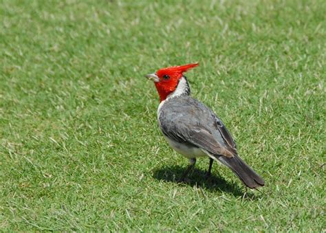 Red-Crested Cardinal (Paroaria coronata) | To-Hawaii.com