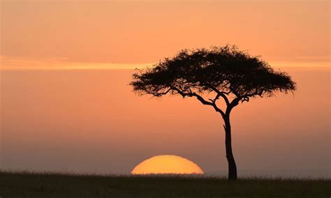 Acacia tree at sunset (Dreamstime) - Masai Mara, Kenya Joseph In Egypt, Behold A Pale Horse ...