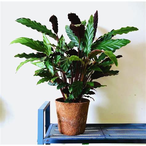 Calathea Rufibarba - Care And Propagation Guide - Teak And Terracotta