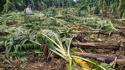 Cyclone Michaung | Crop loss enumeration will begin on December 9 - The Hindu