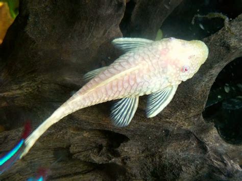 Albino Bristlenose Pleco - Complete Guide To Care, Breeding, Tank Size ...