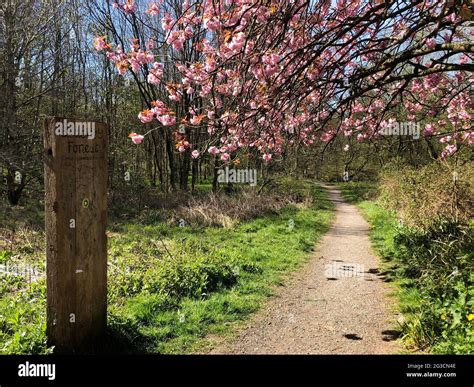 A walk through Blackley Forest, Manchester Stock Photo - Alamy