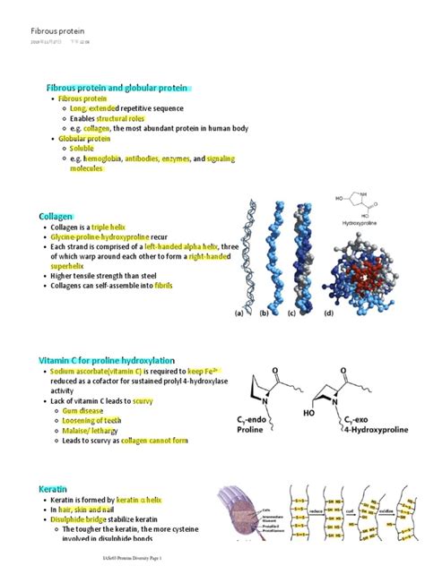 Fibrous Protein | PDF