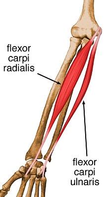 Flexor Carpi Radialis - Anatomy - Orthobullets