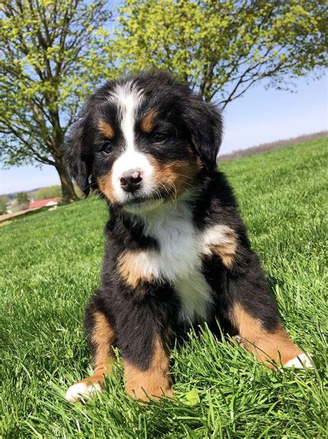 Bernese Mountain Dog Puppy, Mountain Dogs, Puppies For Sale, Dogs And ...