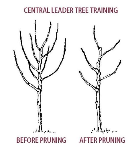 Pruning Pear Trees - Stark Bro's