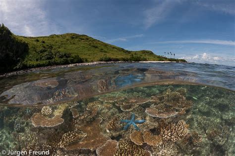 Kia - The Remote Island Paradise of the Great Sea Reef - WWF Coral Triangle Blog