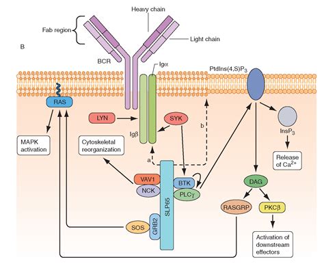 Introduction to the Immune System (The Immune System in Health and ...