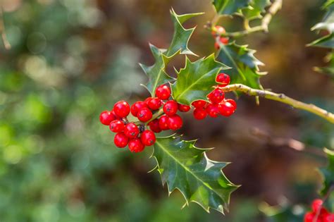 How to Grow a Gorgeous Holly Bush – Page 2 – Crafty House