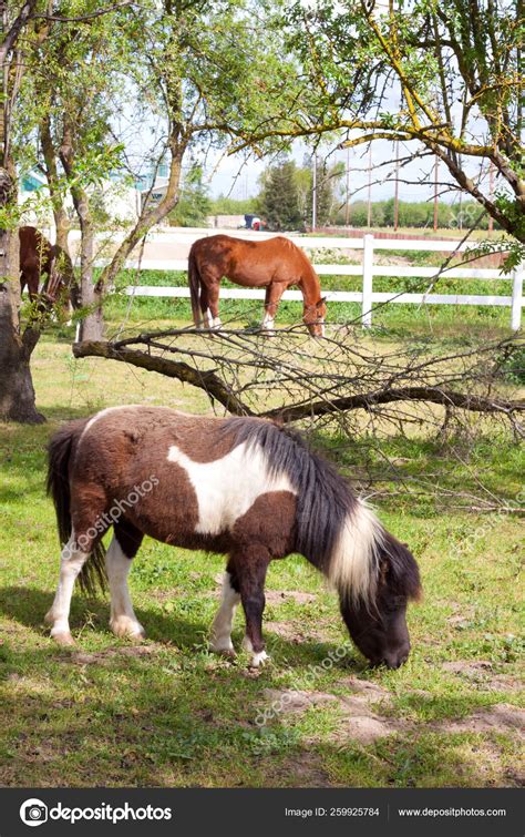 Very Rare Mini Dwarf Horse Pasture Farm Stock Photo by ©YAYImages 259925784