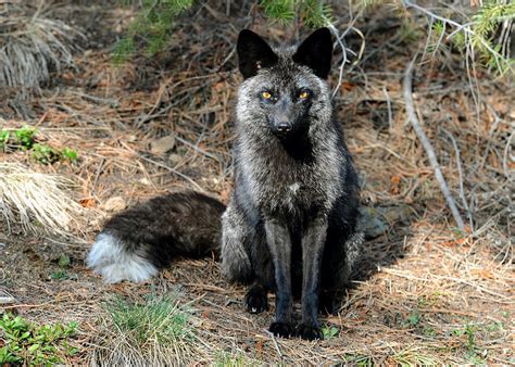 The Silver Fox Of Sprucedale Park Photograph by Greg Walz