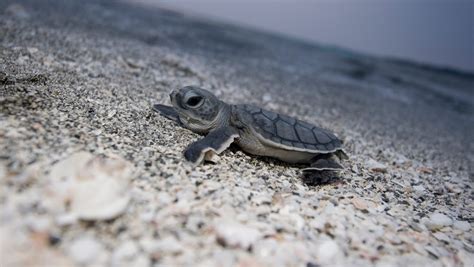 Sea Turtle Hatching Tours Florida 2024 - Leela Myrlene