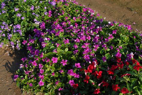 Catharanthus roseus (Madagascar Periwinkle, Periwinkle, Rose Periwinkle, Vinca) | North Carolina ...