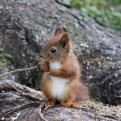 Eurasian Red Squirrel | Animals beautiful, Cute baby animals, Squirrel