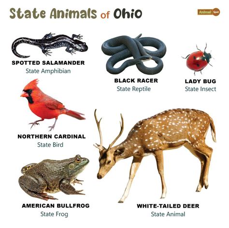 List of Animals That Live in Ohio (With Pictures)