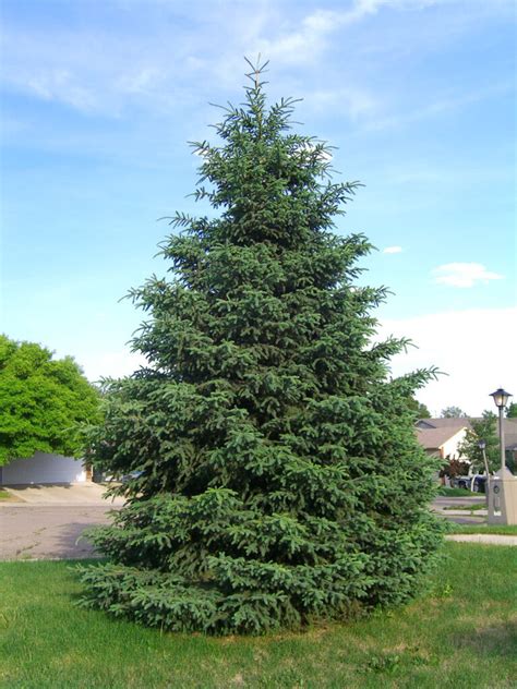 SPRUCE BLACK HILLS For Sale in Boulder Colorado