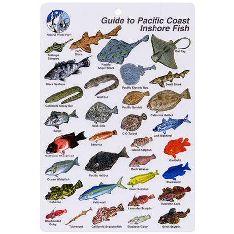 Pacific Inshore Coast Fish I.D. Card