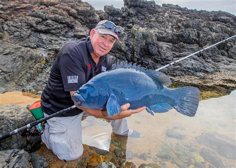 NSW outlaws blue groper fishing - Fishing World Australia