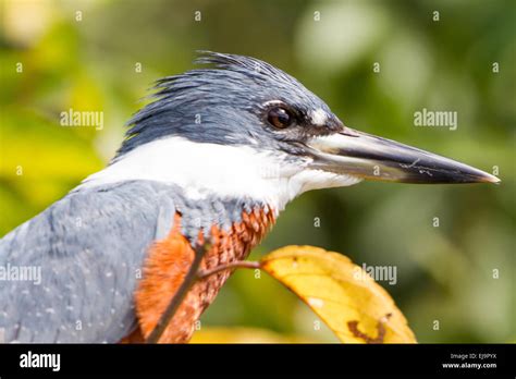 Ringed kingfisher Stock Photo - Alamy