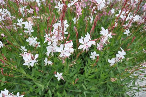 Gaura lindheimeri