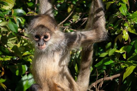 Baby Spider Monkey Hanging in Tree Stock Photo - Image of close, ateles ...