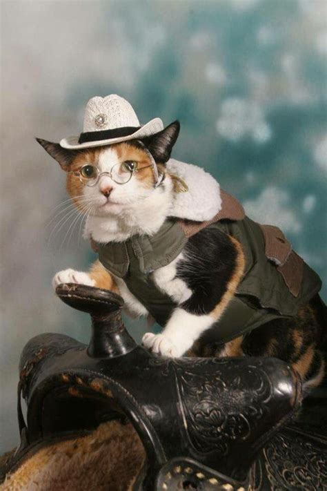 Best 20 Cats in Cowboy Hats images on Pinterest | Cowboy hats, Cowboys ...