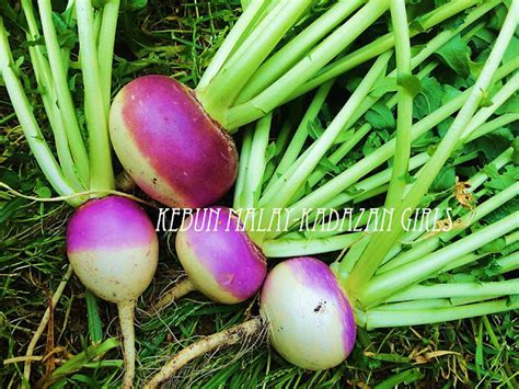 Kebun Malay-Kadazan girls: Purple Top Turnip