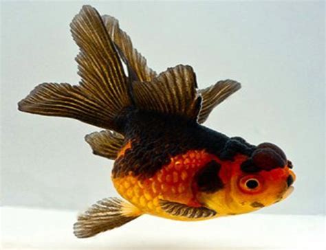 Oranda Red & Black Oranda Goldfish | Arizona Aquatic Gardens