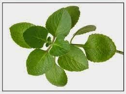 Oregano leaves known as Kalabo for cough and asthma treatment