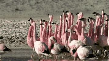 Flamingo GIFs - Find & Share on GIPHY