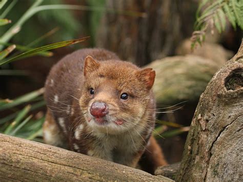 Bonorong Wildlife Sanctuary - Discover Tasmania