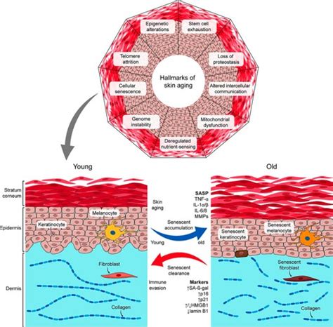 Cellular Senescence: Novel Interventions for Combating Skin Aging ...