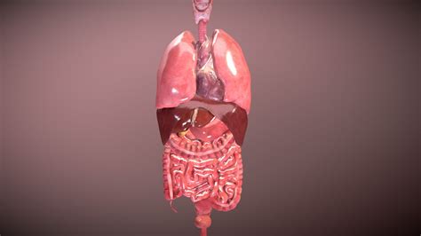 Internal Organs 3d Model Ad Internalorgansmodel Human - vrogue.co