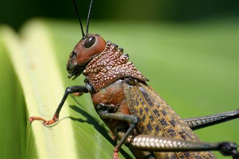 What Eats Grasshoppers? (A List of its Enemies)