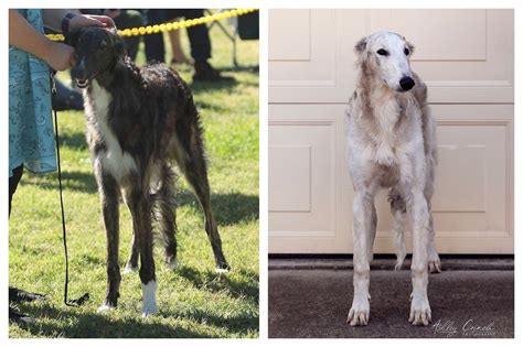 Exercising a Borzoi Puppy — Rezance Borzoi