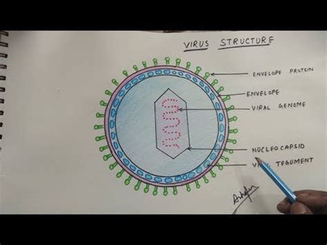 Virus Structure Diagram