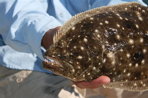 Rigs for Catching Flounder - Florida Sportsman