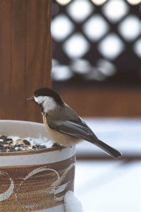 Fun with Wild Bird Feeding: An Intro Guide – Art of Natural Living